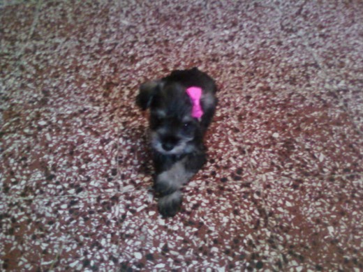 bella mi chikira abril bella mi chikira abril